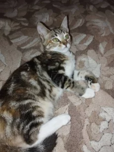 Ласковые котята