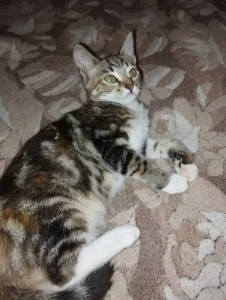 Ласковые котята
