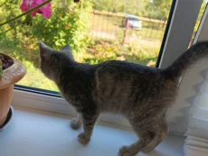Котенок