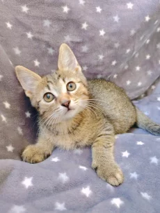 Котёнок мальчик