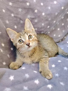 Котёнок мальчик