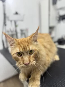 Груминг собак и котов