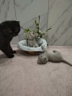 Котята породы шотландской вислоухой