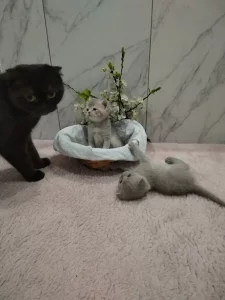 Котята породы шотландской вислоухой