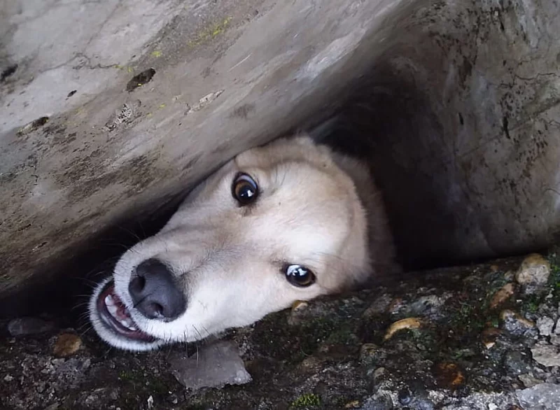 МЧС Бобруйска спасли собаку, упавшую в люк