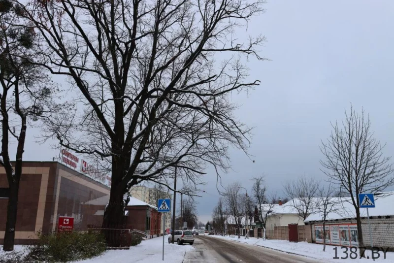 Бабруйскі дуб-волат можна выратаваць – лічыць эколаг