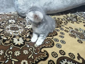 Шотландских котят