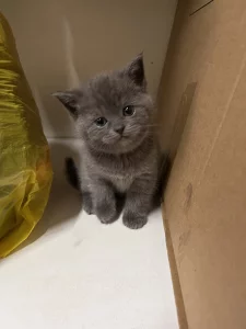 Британские котята