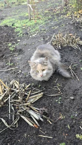 Кошечка ищет дом