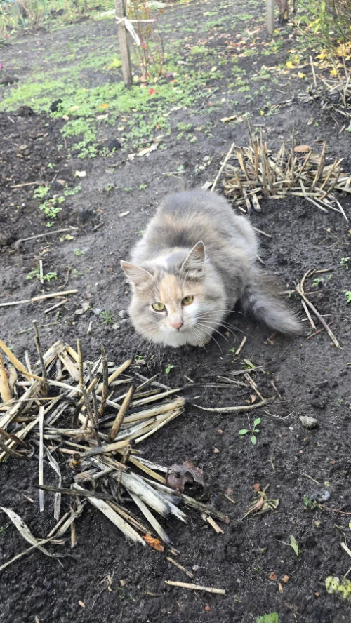 Кошечка ищет дом