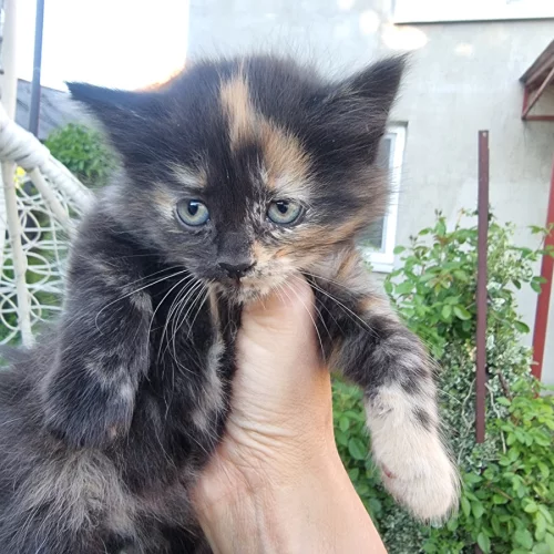 Отдам котят