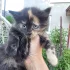 Отдам котят
