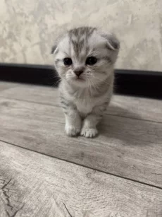 Вислоухие котята (БРОНЬ)