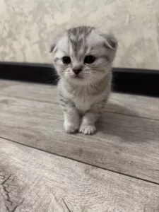 Вислоухие котята (БРОНЬ)