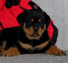 Щенки ротвейлера