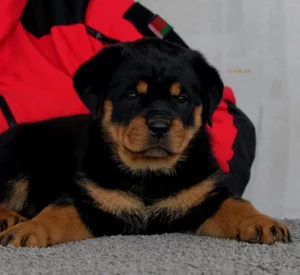 Щенки ротвейлера