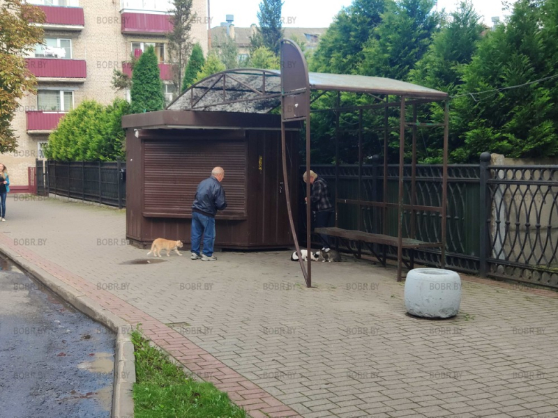 Добрые люди подкармливают котиков.