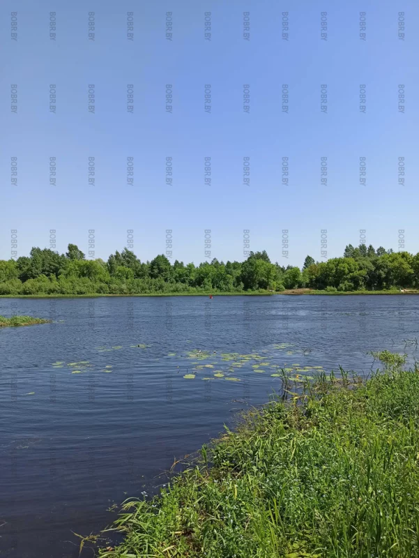 Р. Березина, рядом с новым мостом.