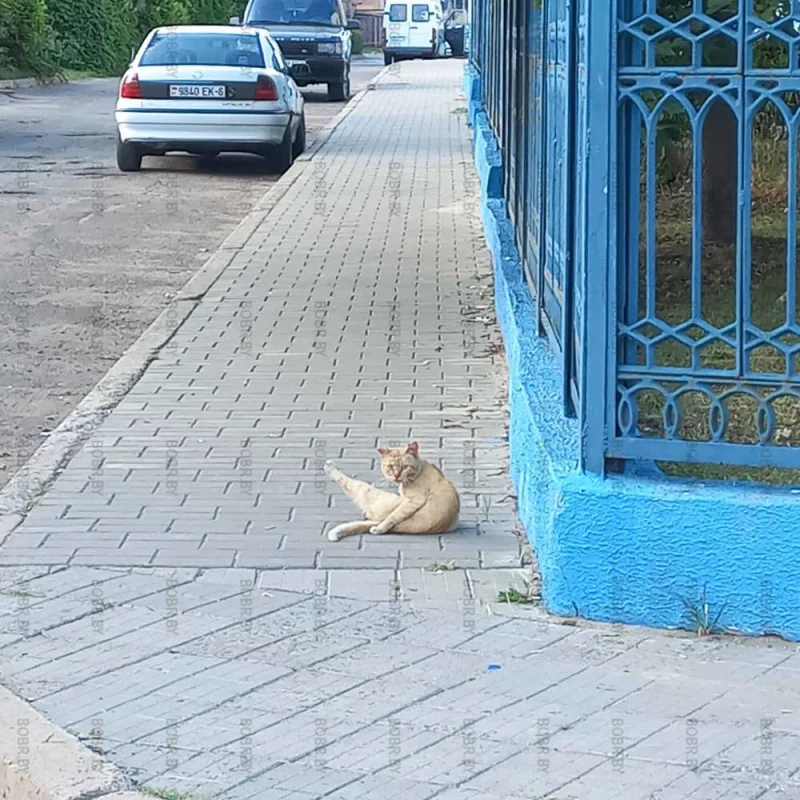 ХО ПА