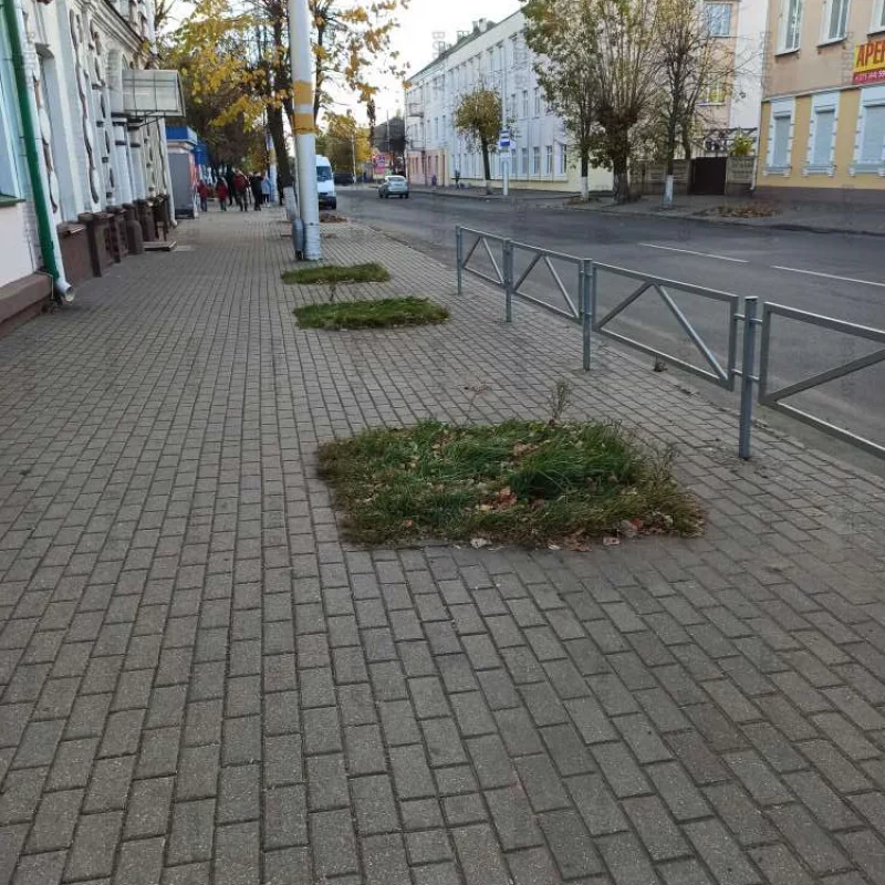 Срочно деревья в розыск!..
