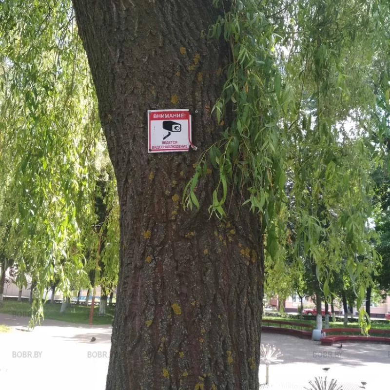 И у деревьев есть глаза!
