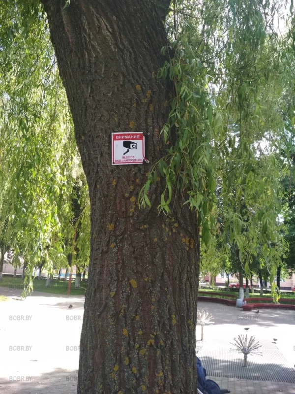 И у деревьев есть глаза!