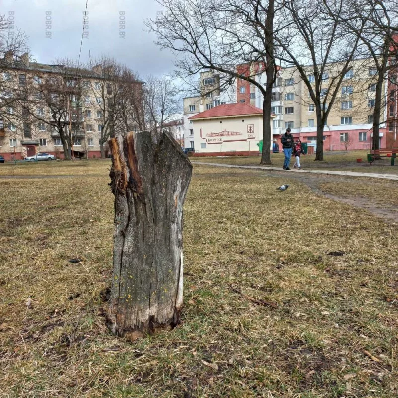 Бобруйск - город пеньков 