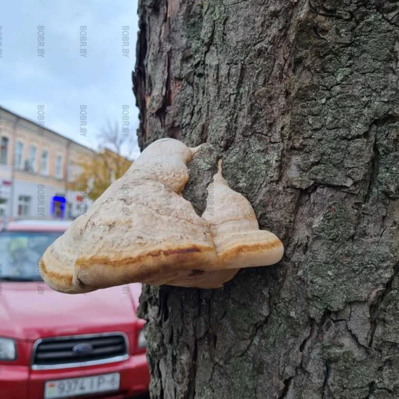 У дерева вырос нос ;)