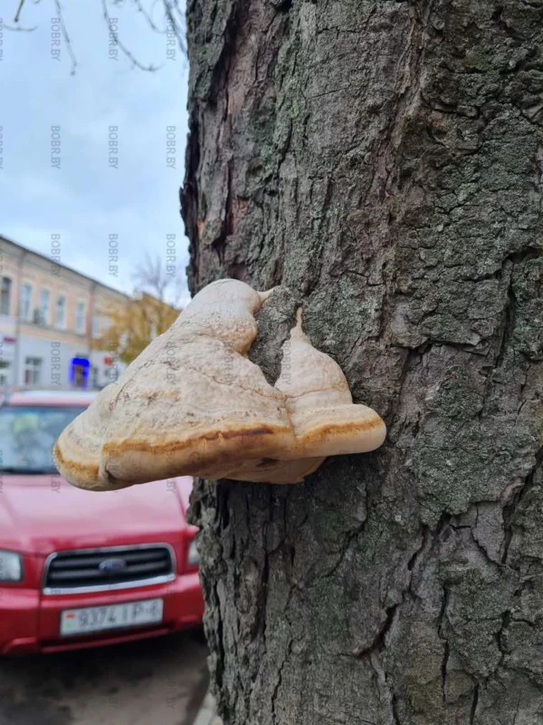 У дерева вырос нос ;)