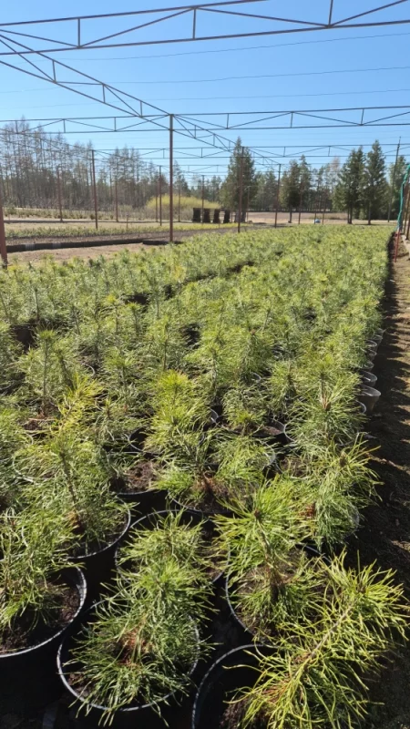 Будущий лес