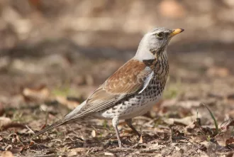 Кого слышно в горпарке Бобруйска? Вяхирей, гаичек, скворцов и дроздов ФОТО