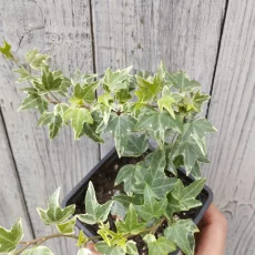 Плющ Хедере