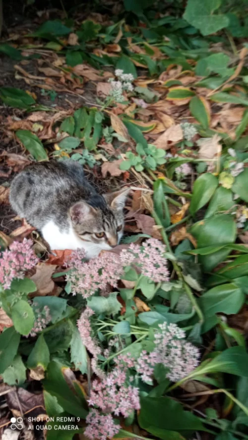 Котята