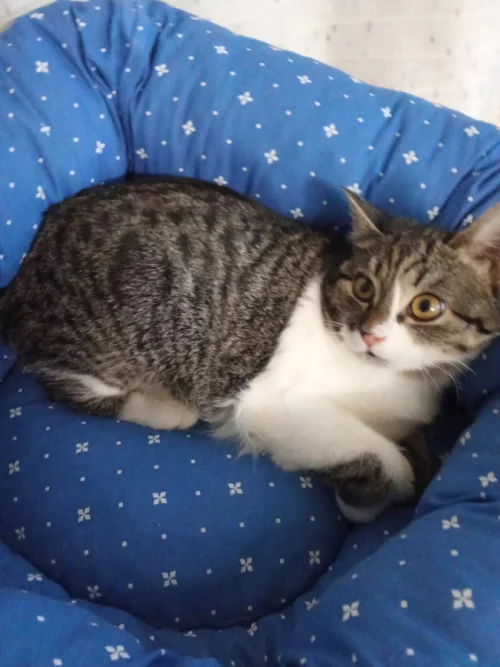 Кошечка 4 месяца