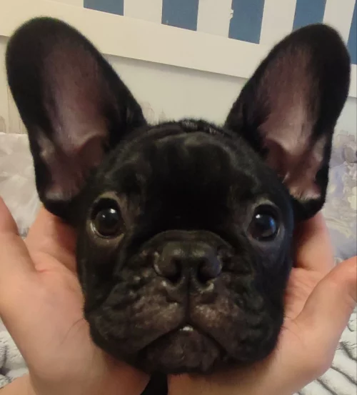 Щенка французского бульдога