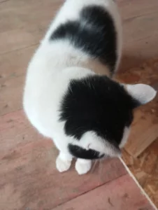 Отдам котика в хорошие руки