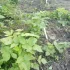 Саженцы ремотантной малины