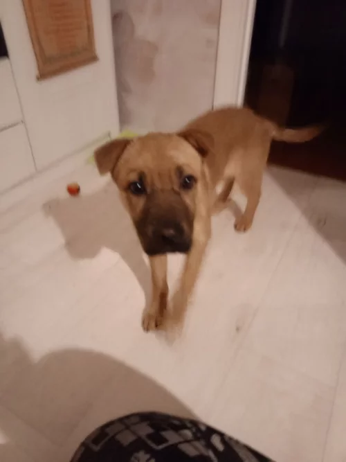 Сторожевая собака