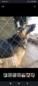 Немецкая овчарка в дар