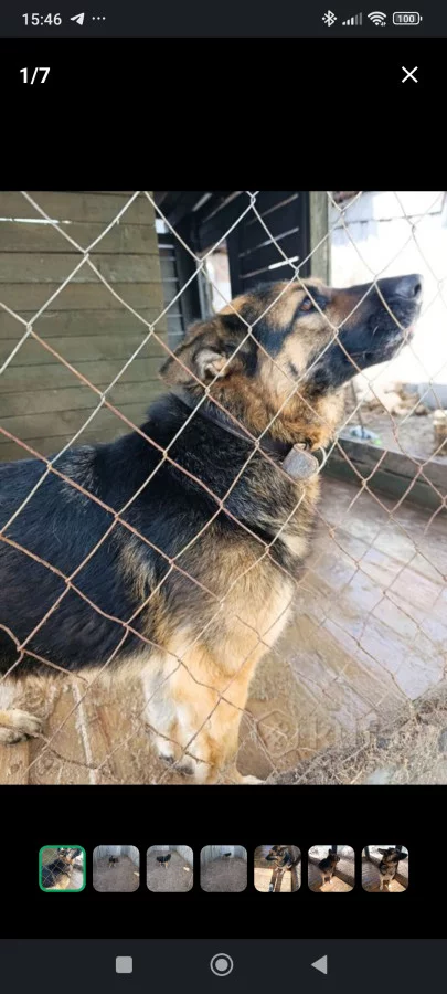 Немецкая овчарка в дар