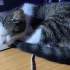 Потерялся кот