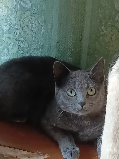 Серая кошечка