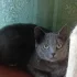 Серая кошечка
