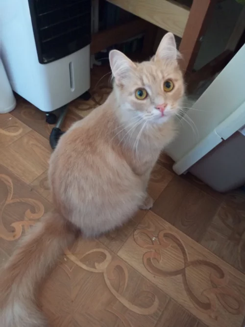 Найден кастрированный кот