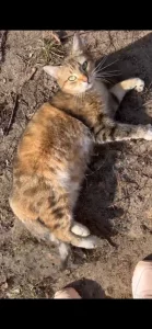 Ищет дом невероятно ласковая молоденькая кошечка