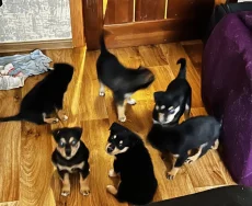 Щенки РОТСКИ порода 1.5 месяца