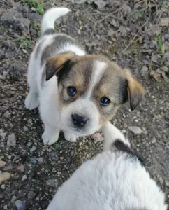 щенки ищут дом