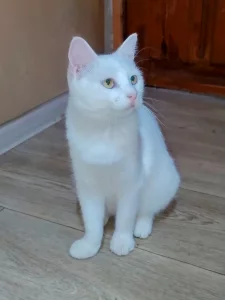 Ласковая кошечка Ласка