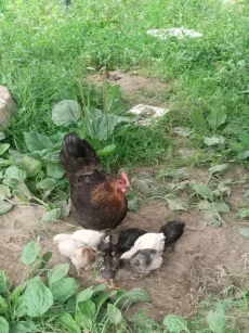Цыплята
