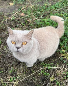 Отдадим в хорошие руки кошку